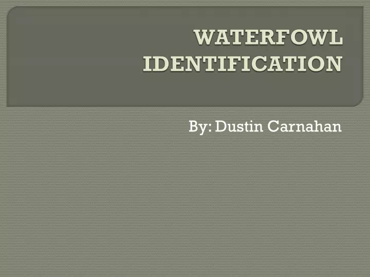 waterfowl identification