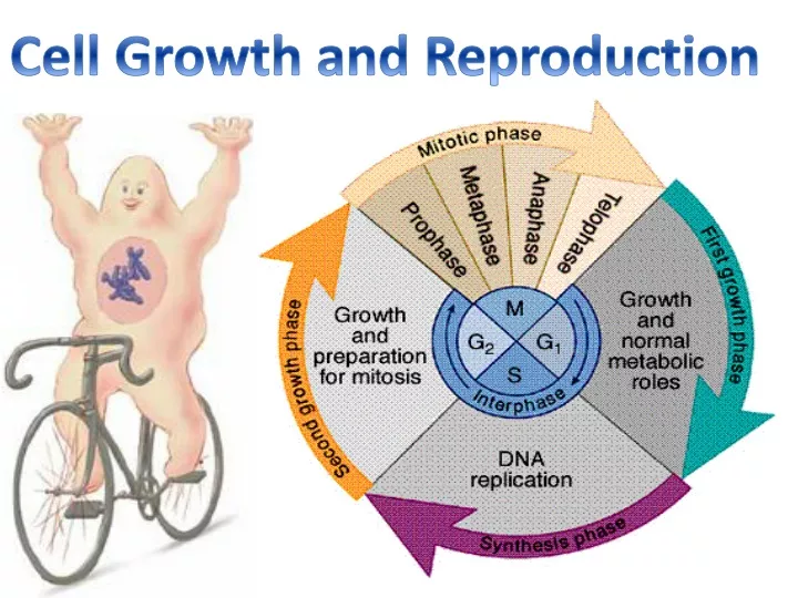 cell growth and reproduction