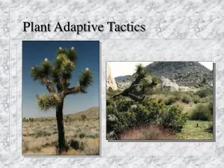 Plant Adaptive Tactics