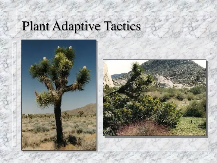 plant adaptive tactics