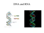 PPT - DNA and RNA PowerPoint Presentation, free download - ID:2080930
