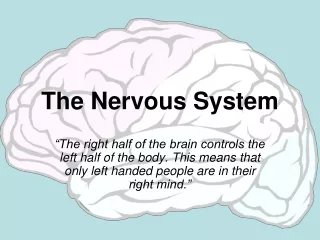 The Nervous System