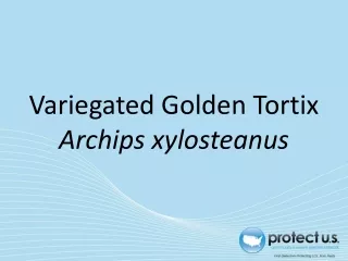 Variegated Golden Tortix Archips xylosteanus