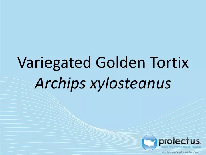 variegated golden tortix archips xylosteanus