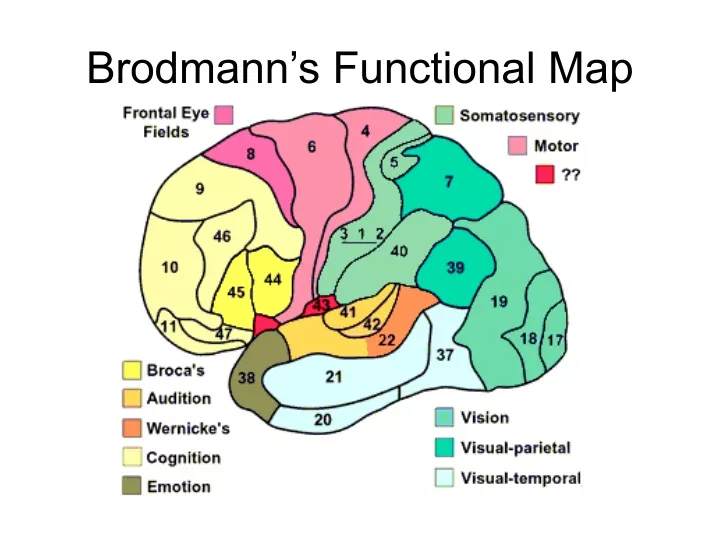 brodmann s functional map