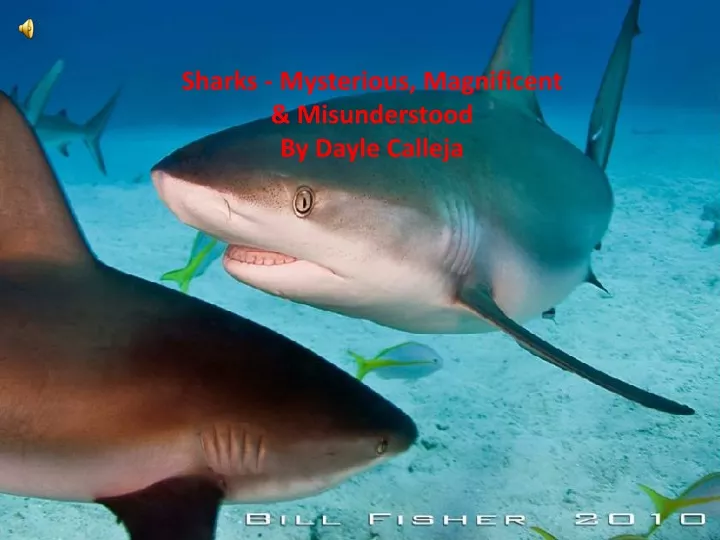 sharks mysterious magnificent misunderstood