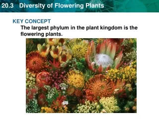 KEY CONCEPT The largest phylum in the plant kingdom is the flowering plants.