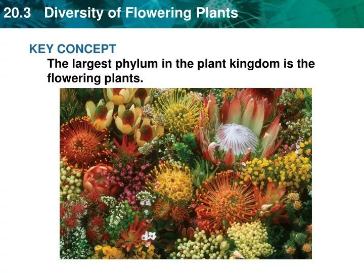 key concept the largest phylum in the plant