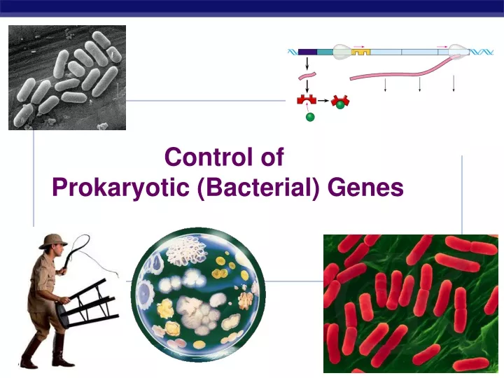 control of prokaryotic bacterial genes
