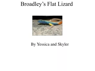 Broadley’s Flat Lizard