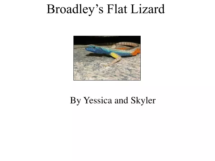 broadley s flat lizard