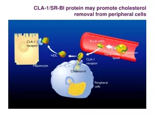 CLA-1/SR-BI protein may promote cholesterol removal from peripheral cells