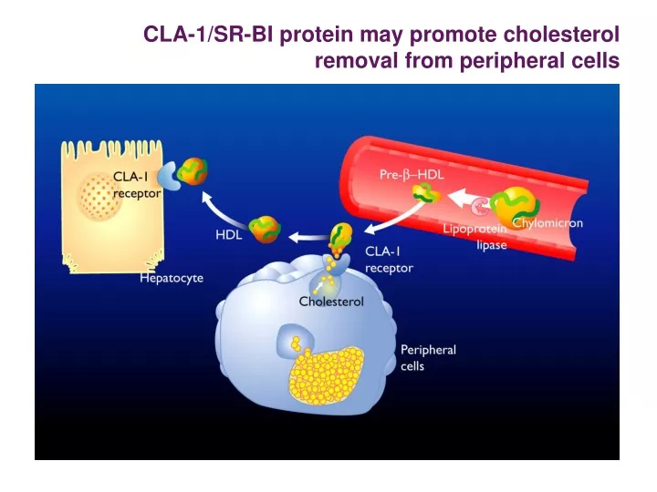 cla 1 sr bi protein may promote cholesterol removal from peripheral cells