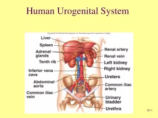 human urogenital system