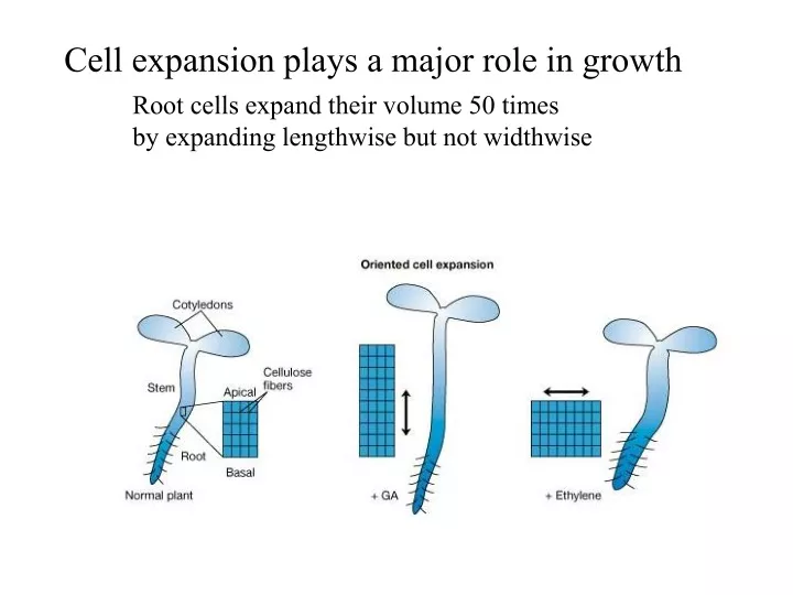 cell expansion plays a major role in growth
