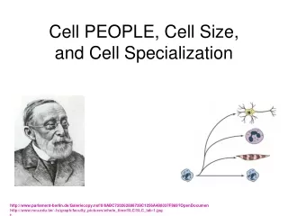 Cell PEOPLE, Cell Size,  and Cell Specialization