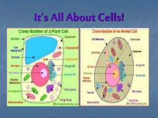 It’s All About Cells!