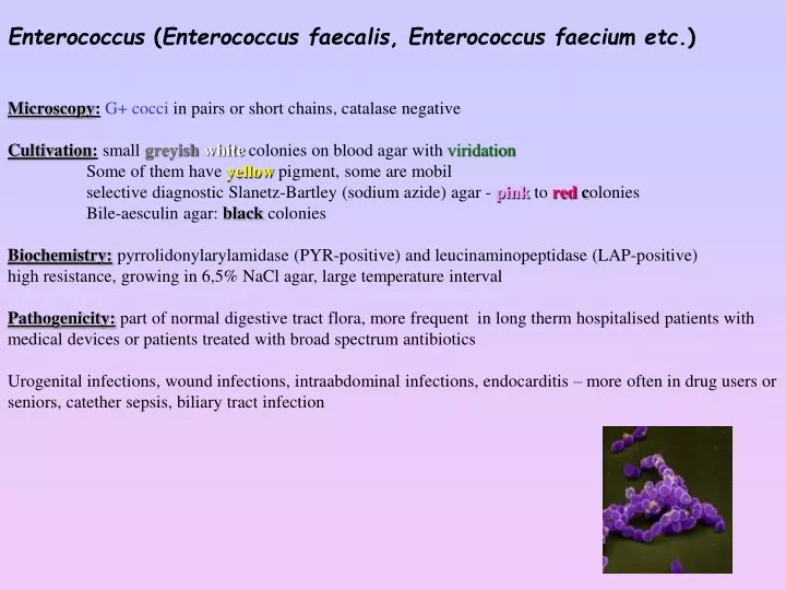 enterococcus enterococcus faecalis enterococcus