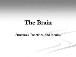 The Brain