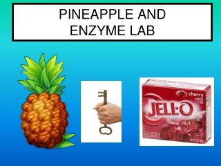 PINEAPPLE AND  ENZYME LAB