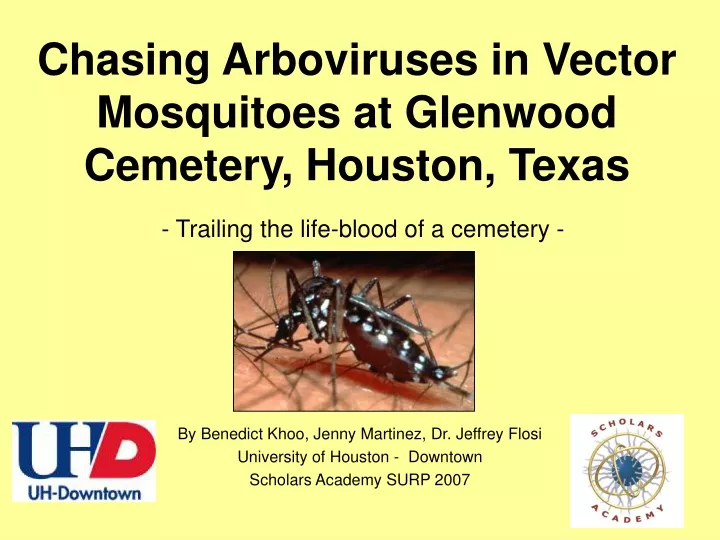 chasing arboviruses in vector mosquitoes at glenwood cemetery houston texas