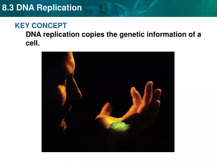 key concept dna replication copies the genetic