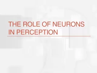 The role of neurons in perception