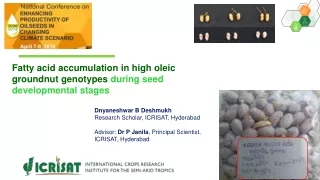 Fatty acid accumulation in high oleic groundnut genotypes  during seed developmental stages