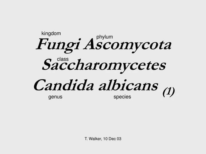 fungi ascomycota saccharomycetes candida albicans 1