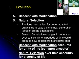 Evolution Descent with Modification Natural Selection