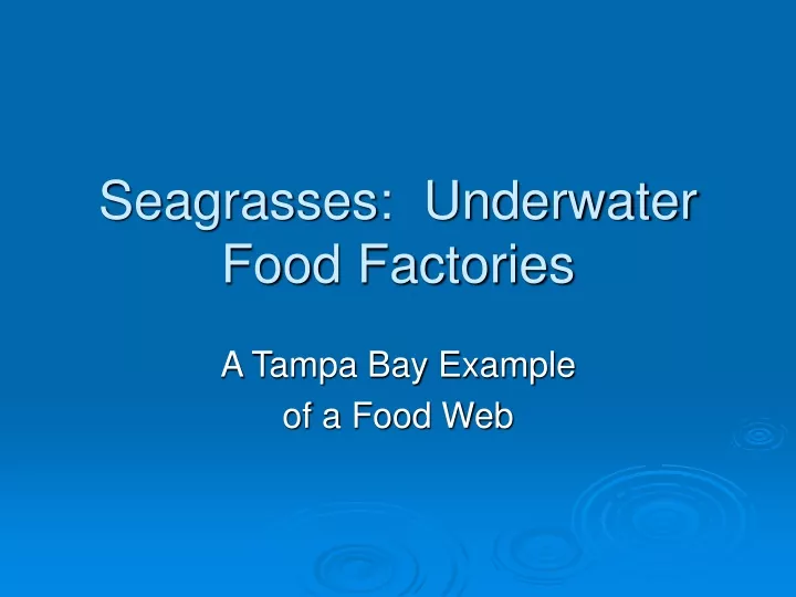 seagrasses underwater food factories