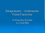 Seagrasses:  Underwater Food Factories