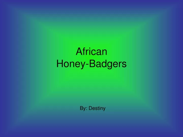 african honey badgers