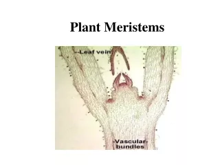 Plant Meristems