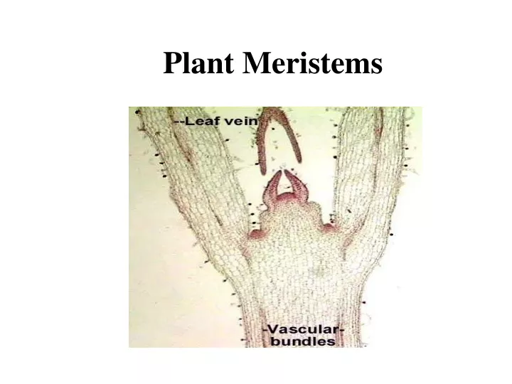 plant meristems