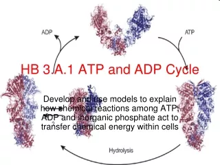 HB 3.A.1 ATP and ADP Cycle