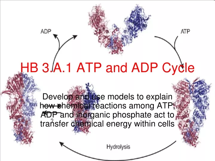 hb 3 a 1 atp and adp cycle