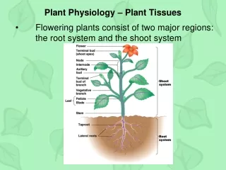 Plant Physiology – Plant Tissues