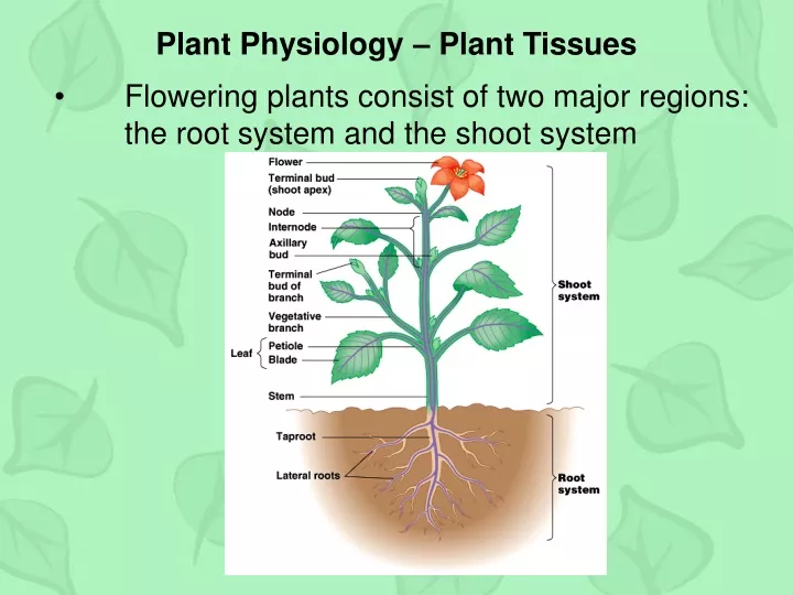 plant physiology plant tissues
