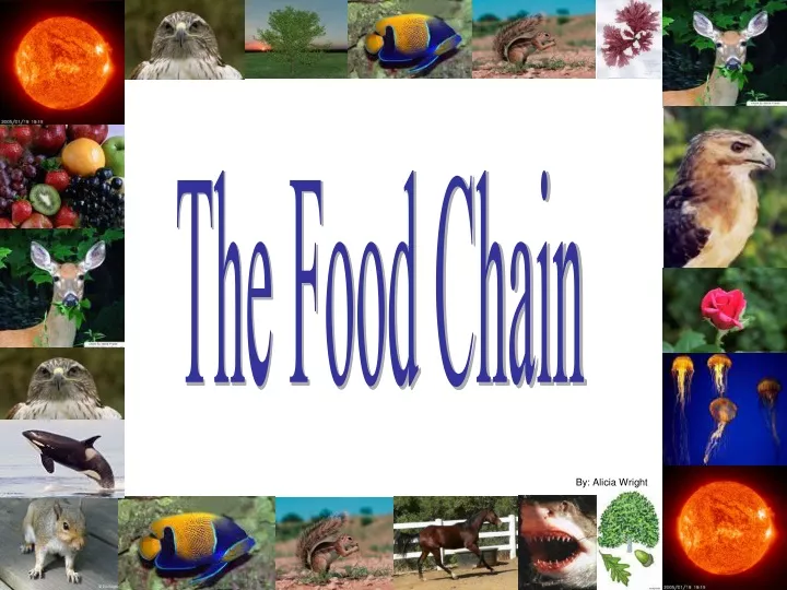 the food chain