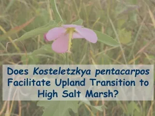 Does  Kosteletzkya pentacarpos  Facilitate Upland Transition to High Salt Marsh?