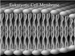 Eukaryotic Cell Membrane