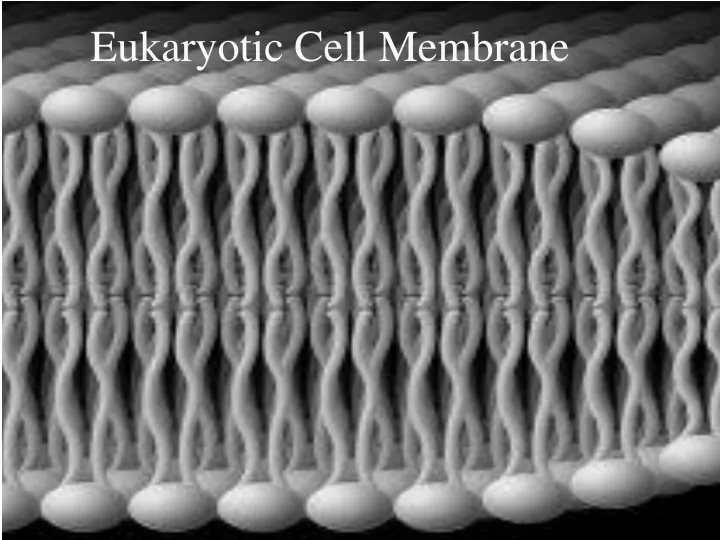 eukaryotic cell membrane