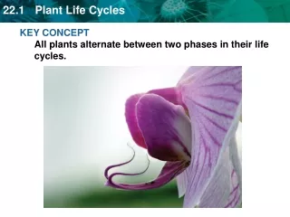 KEY CONCEPT All plants alternate between two phases in their life cycles.