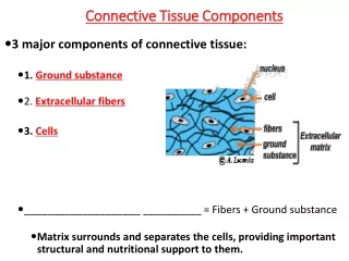 Connective Tissue Components