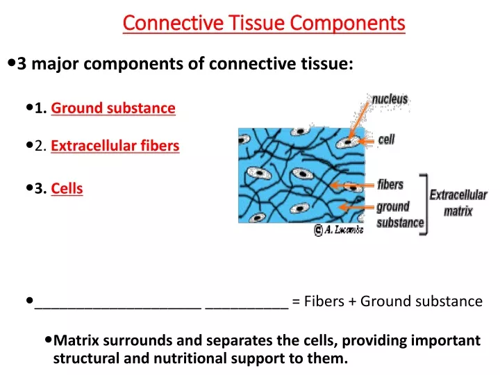 connective tissue components
