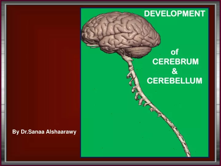 development of cerebrum cerebellum