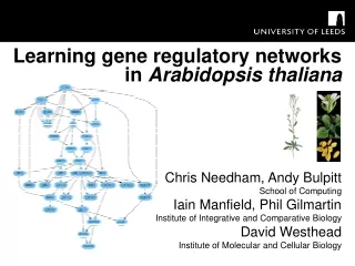 Learning gene regulatory networks in  Arabidopsis thaliana Chris Needham, Andy Bulpitt