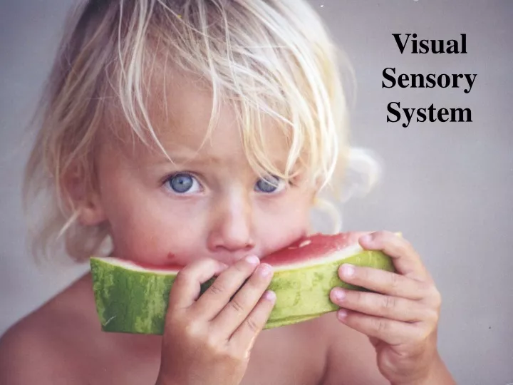 visual sensory system
