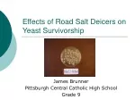 Effects of Road Salt Deicers on Yeast Survivorship